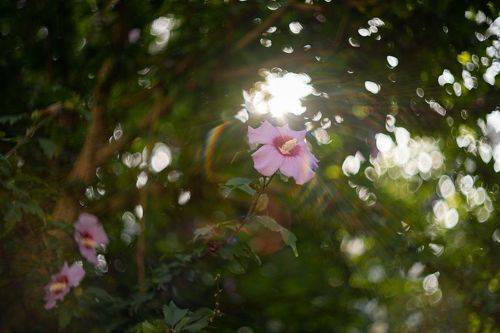 Фантазия гибискусового дня.