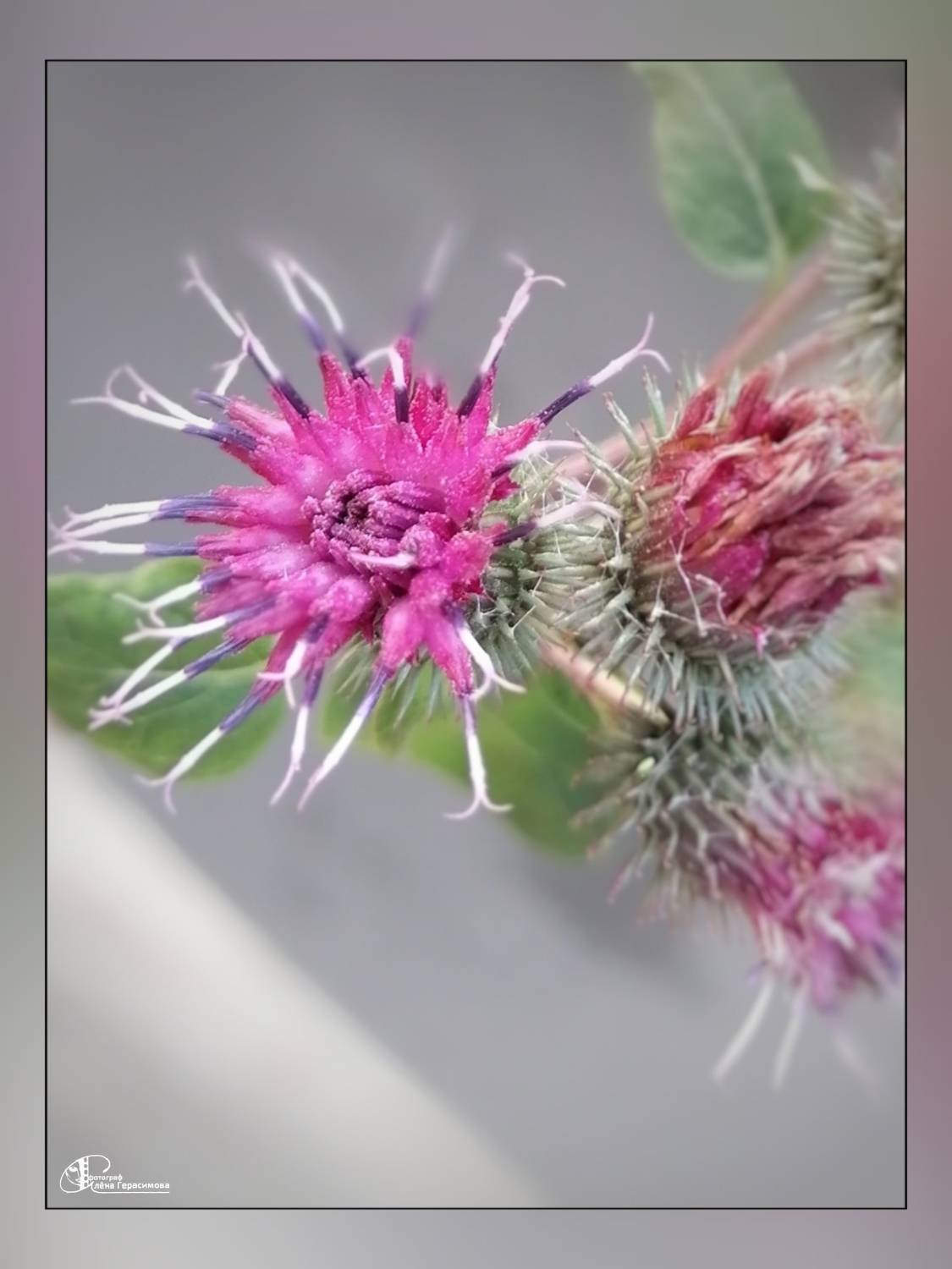 , Герасимова Алёна