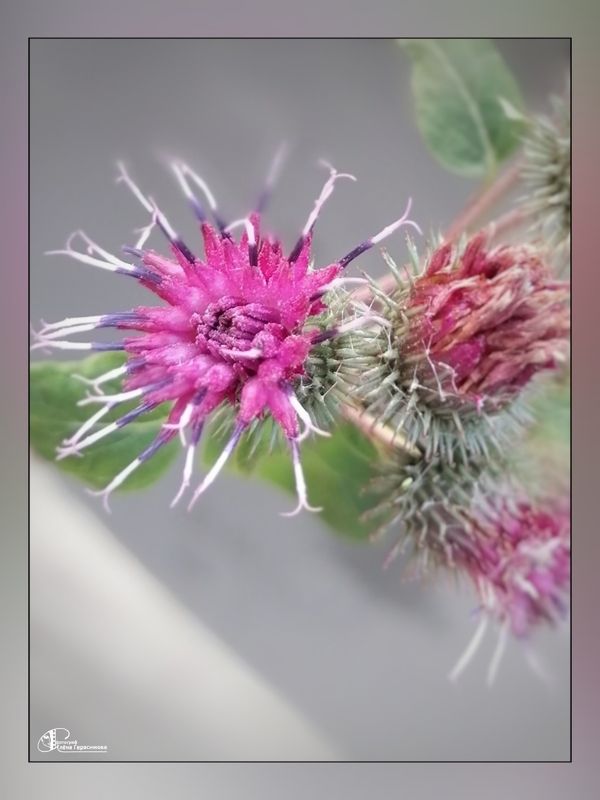 Лапуховый цвет фото превью