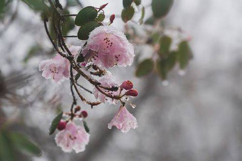 Glacial Beauty in Bloom