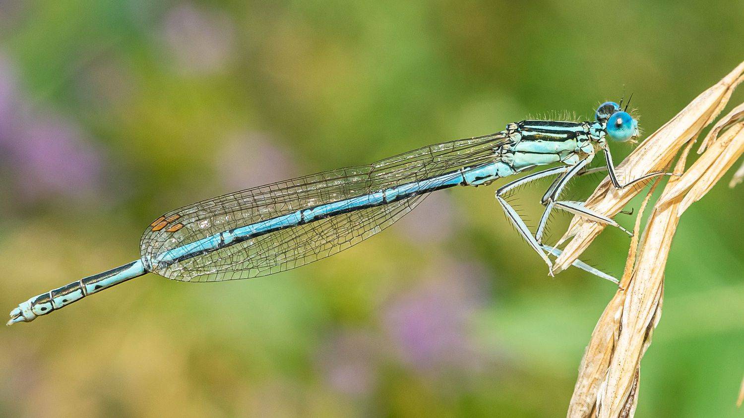 , Николай Бологов