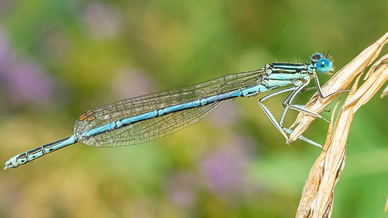 Стрекоза Стрелка фото превью