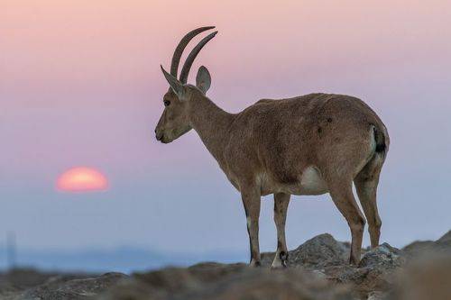 ibex on sunrise