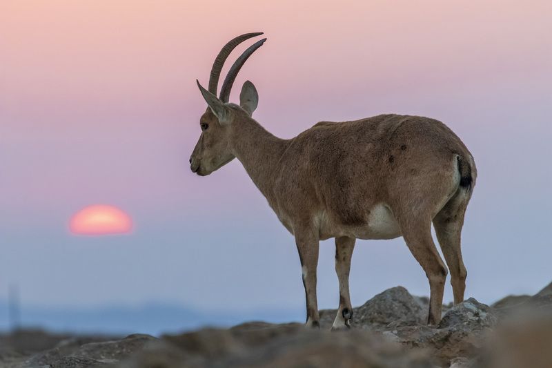 ibex on sunrise фото превью