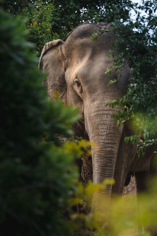 wildlife, nature, srilanka, , jazif, , ahamedjazif, elephant Face to face фото превью