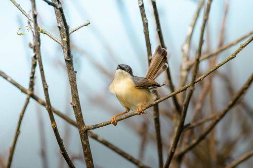Ashy prinia