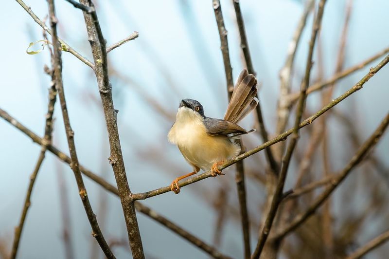 wildlife, nature, srilanka, bird, jazif Ashy prinia фото превью
