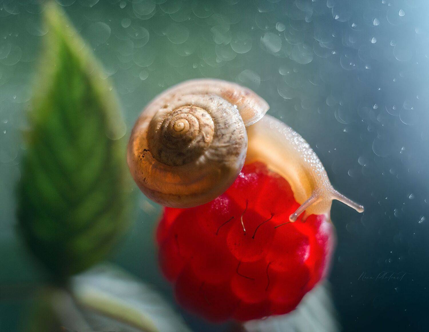 макро, макрофото, макрофотография, макросъёмка, улитка, малина, Svetlana Smirnova