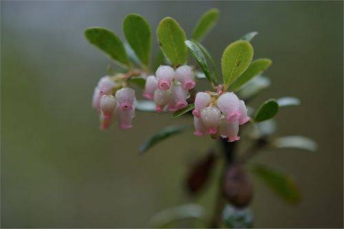Толокнянка (медвежье ушко)