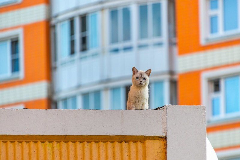 Смотрящий на районе фото превью