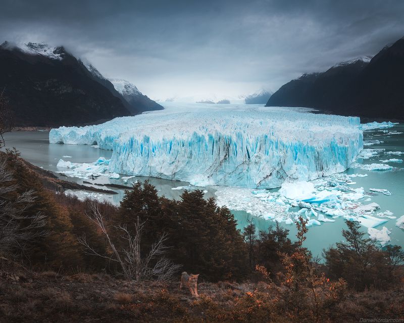 Patagonia fox