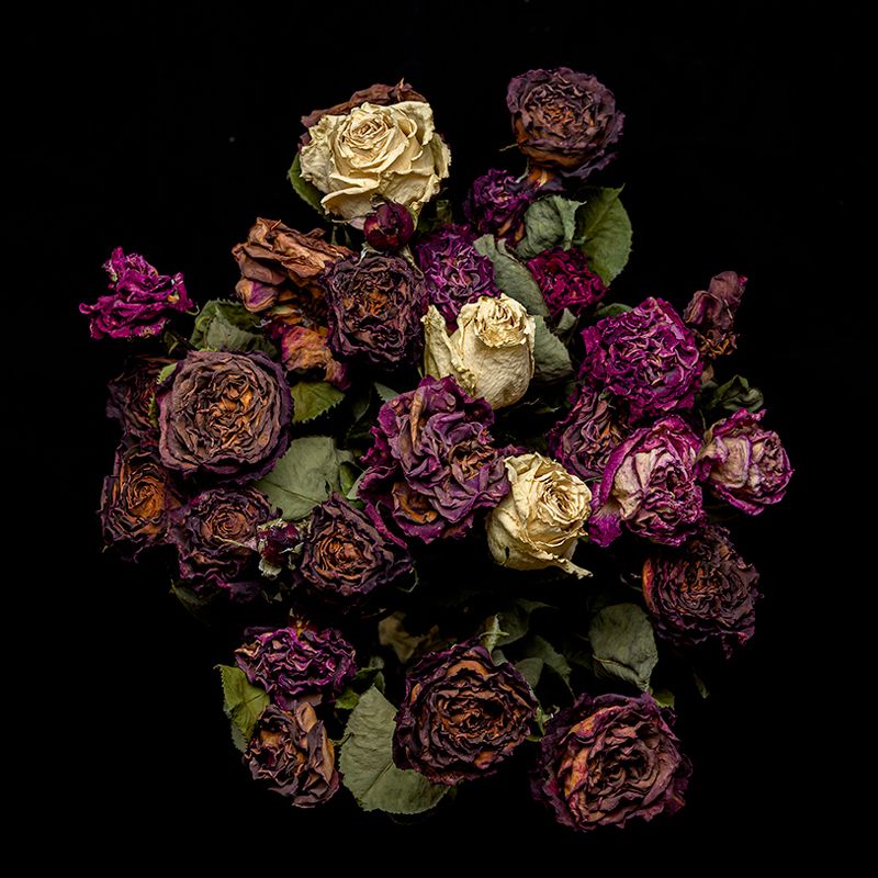 Rose in black background фото превью