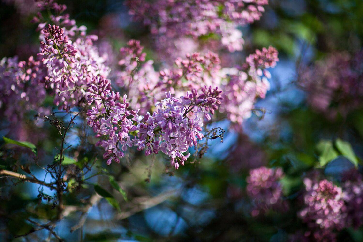сирень, Lilia Tkachenko