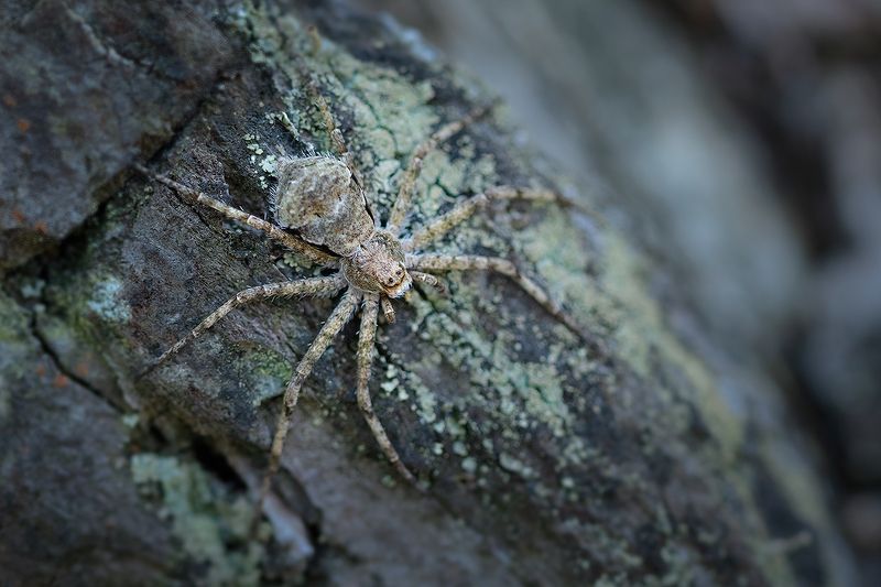 макро, паук, spider, macro Притаившись.. фото превью