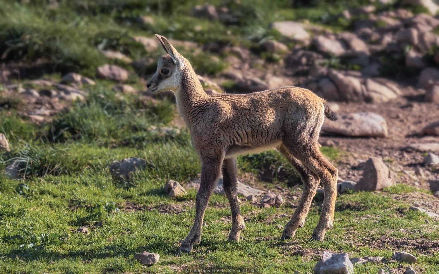 серна, Круль Александр