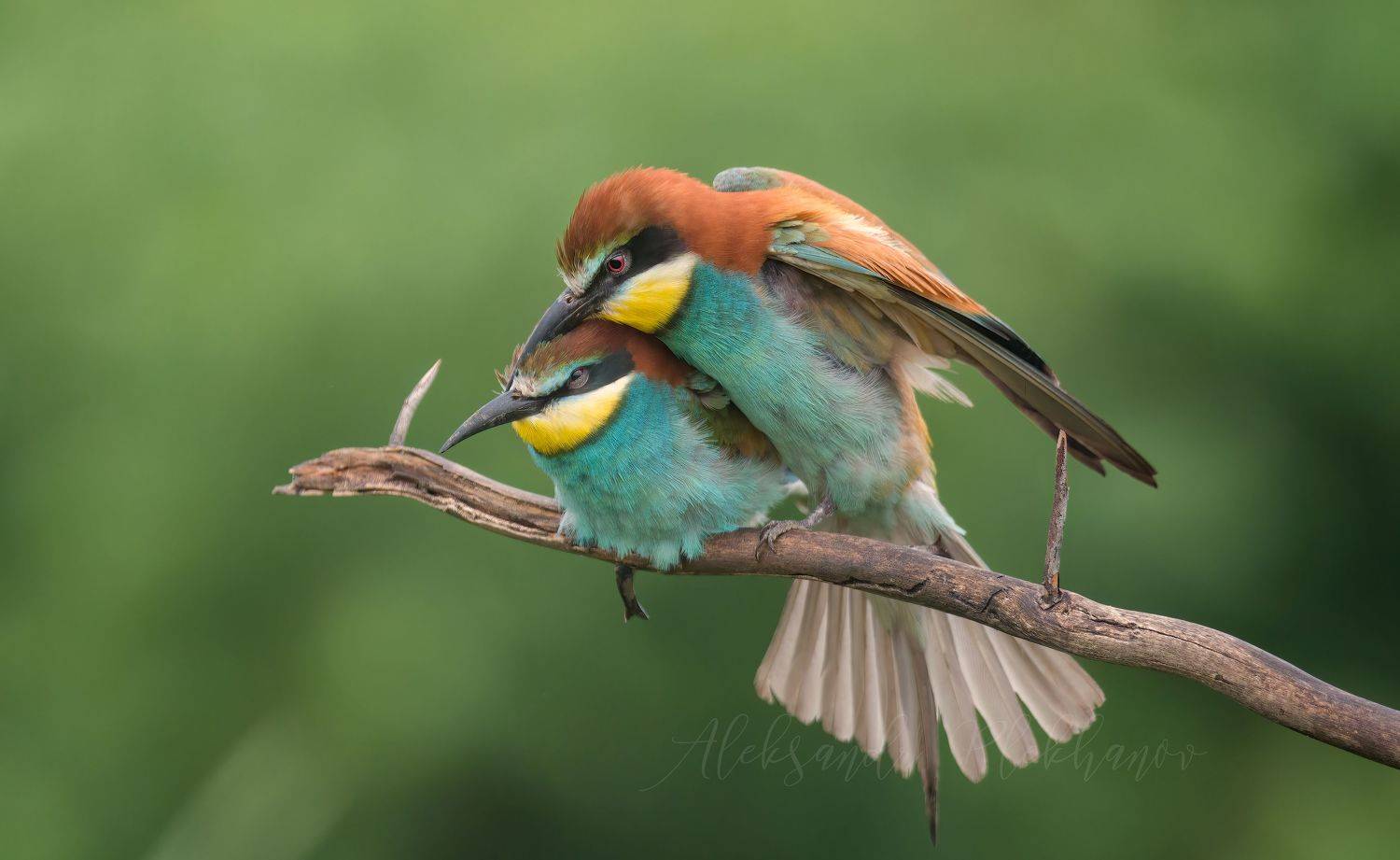 цвет, образы живой природы, момент, Плеханов Александр