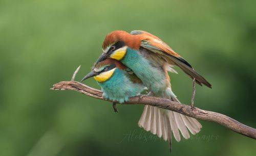 Голова садовая