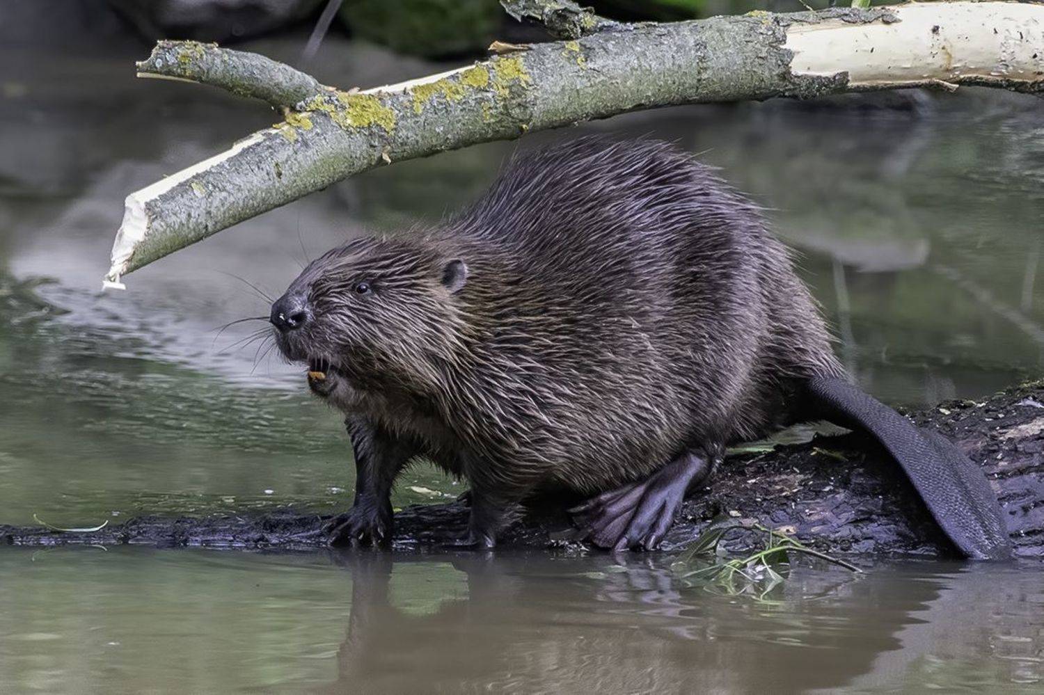 Бобр, река, бревно, Сытина Наталия