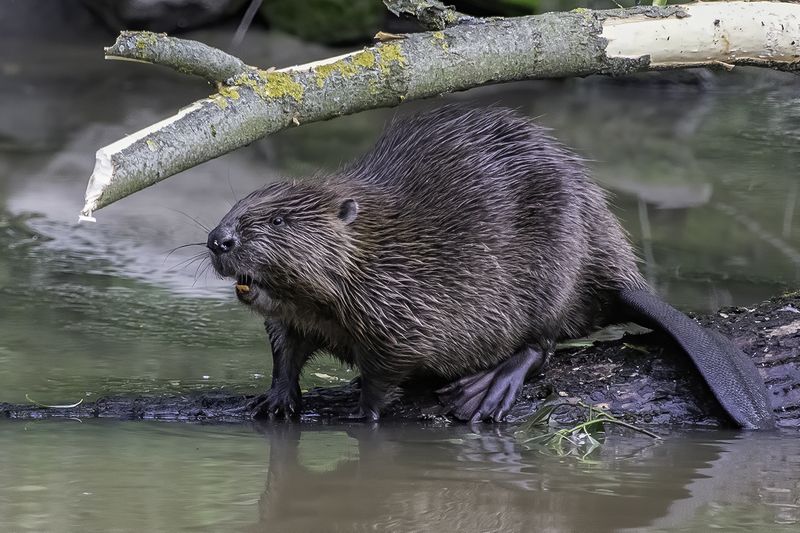 Бобр, река, бревно В раздумьях фото превью