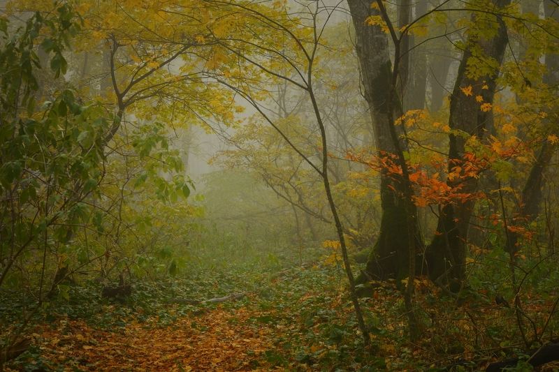 В осеннем лесу фото превью