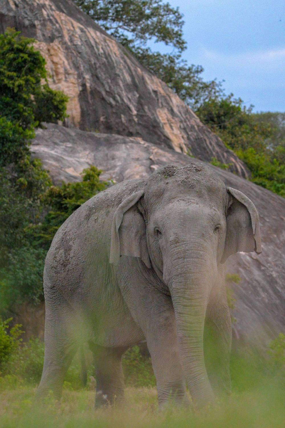 wildlife, nature, srilanka, bird, jazif,  Ahamed Jazif