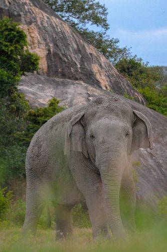 Wild beauty