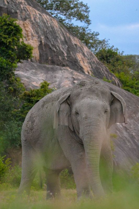 wildlife, nature, srilanka, bird, jazif Wild beauty фото превью