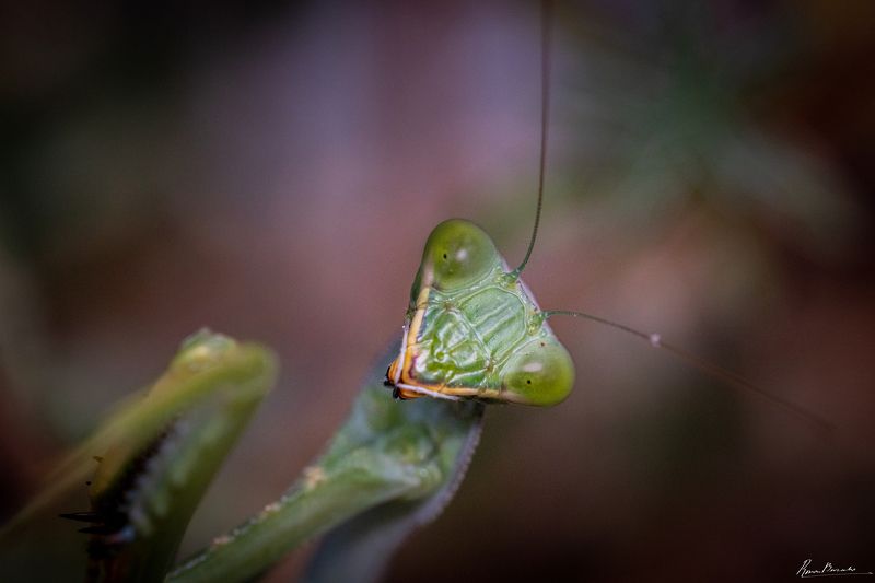 mantis, macro, богомол, макро Portrait of a young mantis фото превью