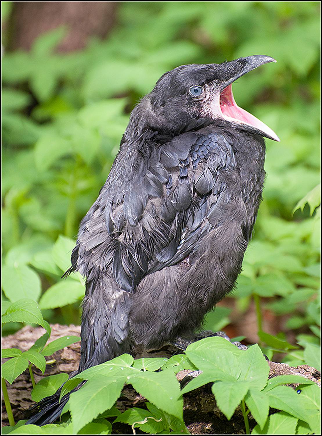 москва, парк, птица, воронёнок, АНАТОЛИЙ ДОВЫДЕНКО