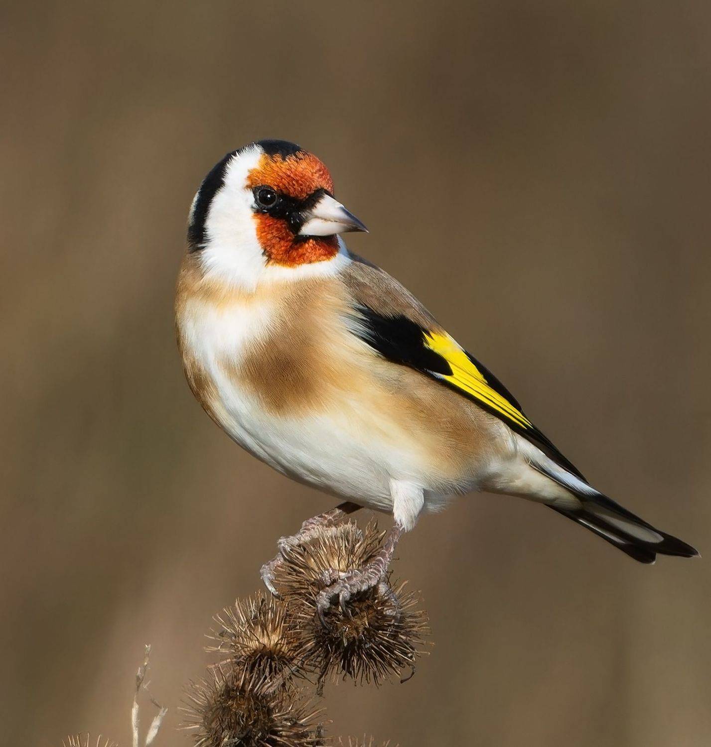 щегол, фото птиц, птицы, Александр Шипиленко