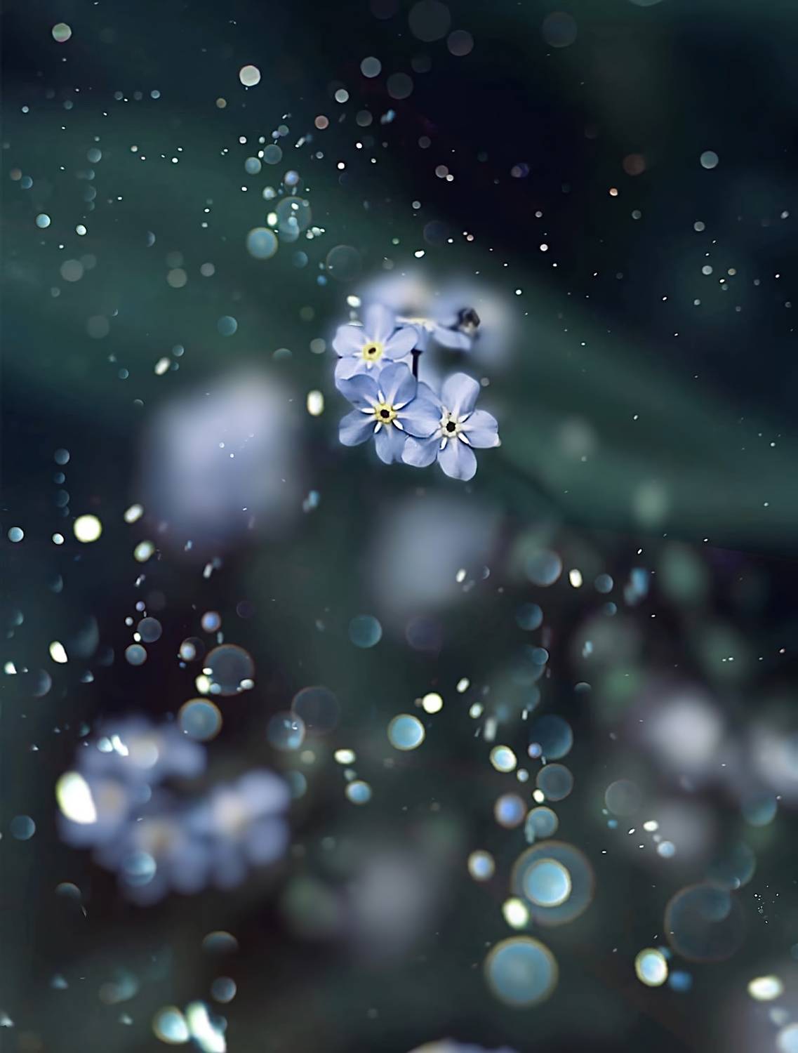 макро, macro, цветы, flower, лето, summer, незабудка, Julia Kaissa