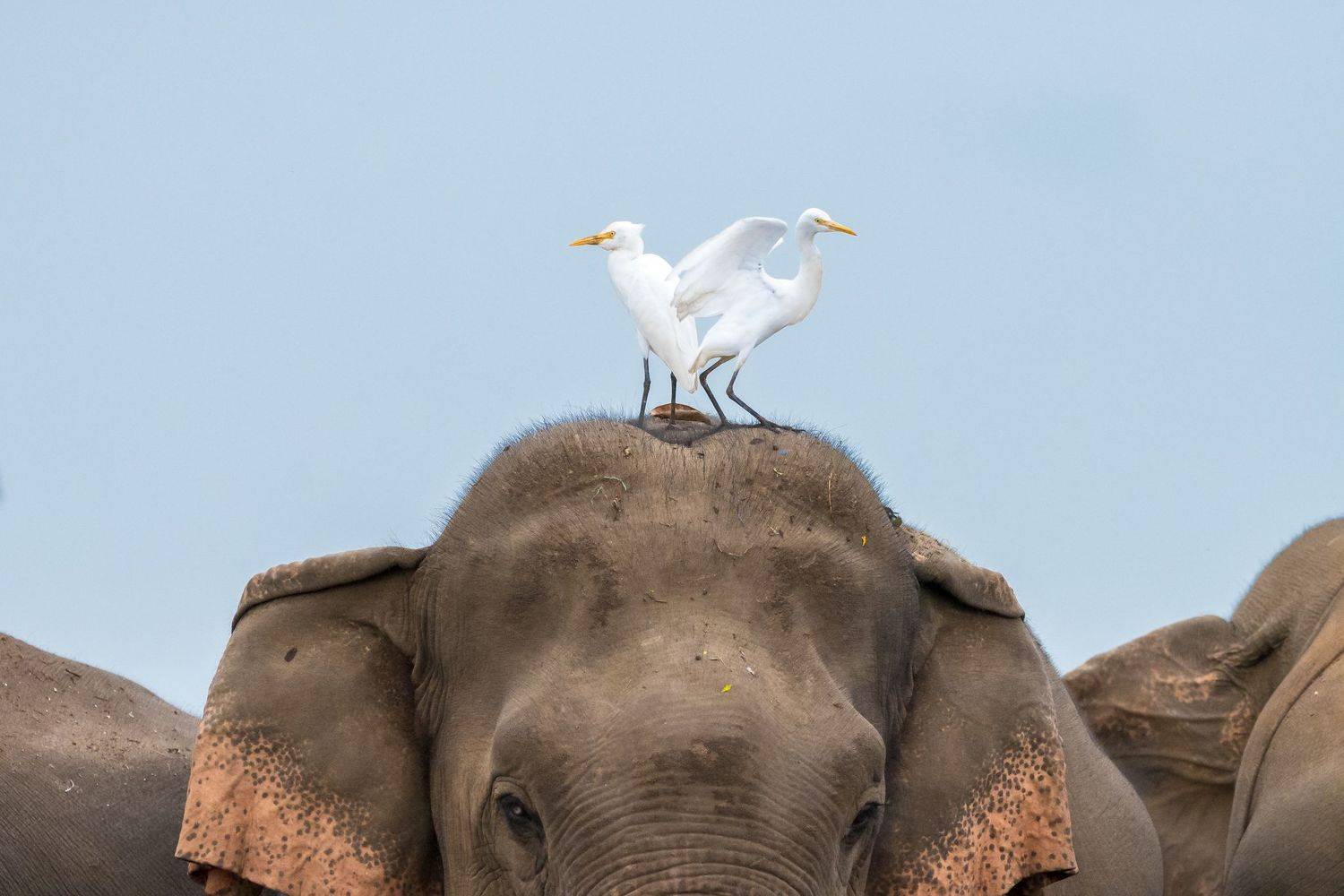 wildlife, nature, srilanka, bird, jazif,  Ahamed Jazif