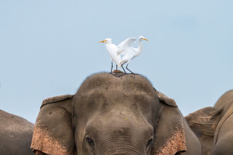 wildlife, nature, srilanka, bird, jazif Symmetry фото превью