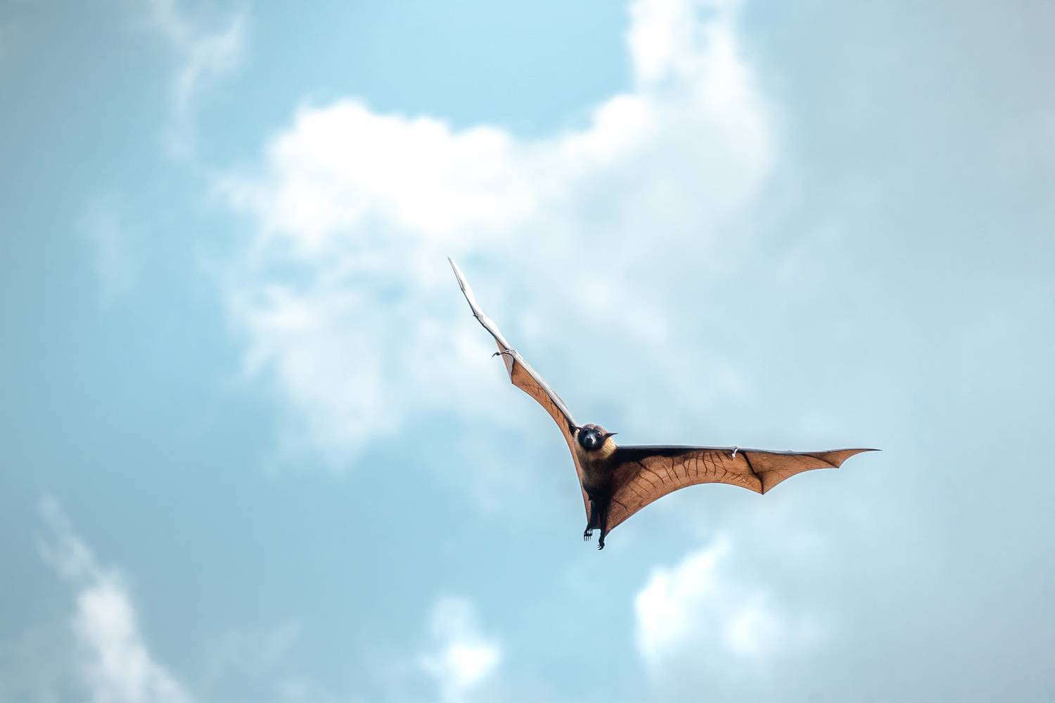 wildlife, nature, srilanka, bird, jazif,  Ahamed Jazif
