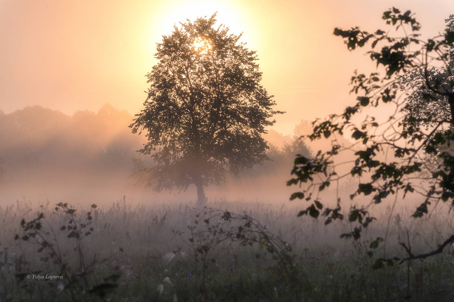 брянск, андреевский луг, рассвет, туман, Юлия Лаптева