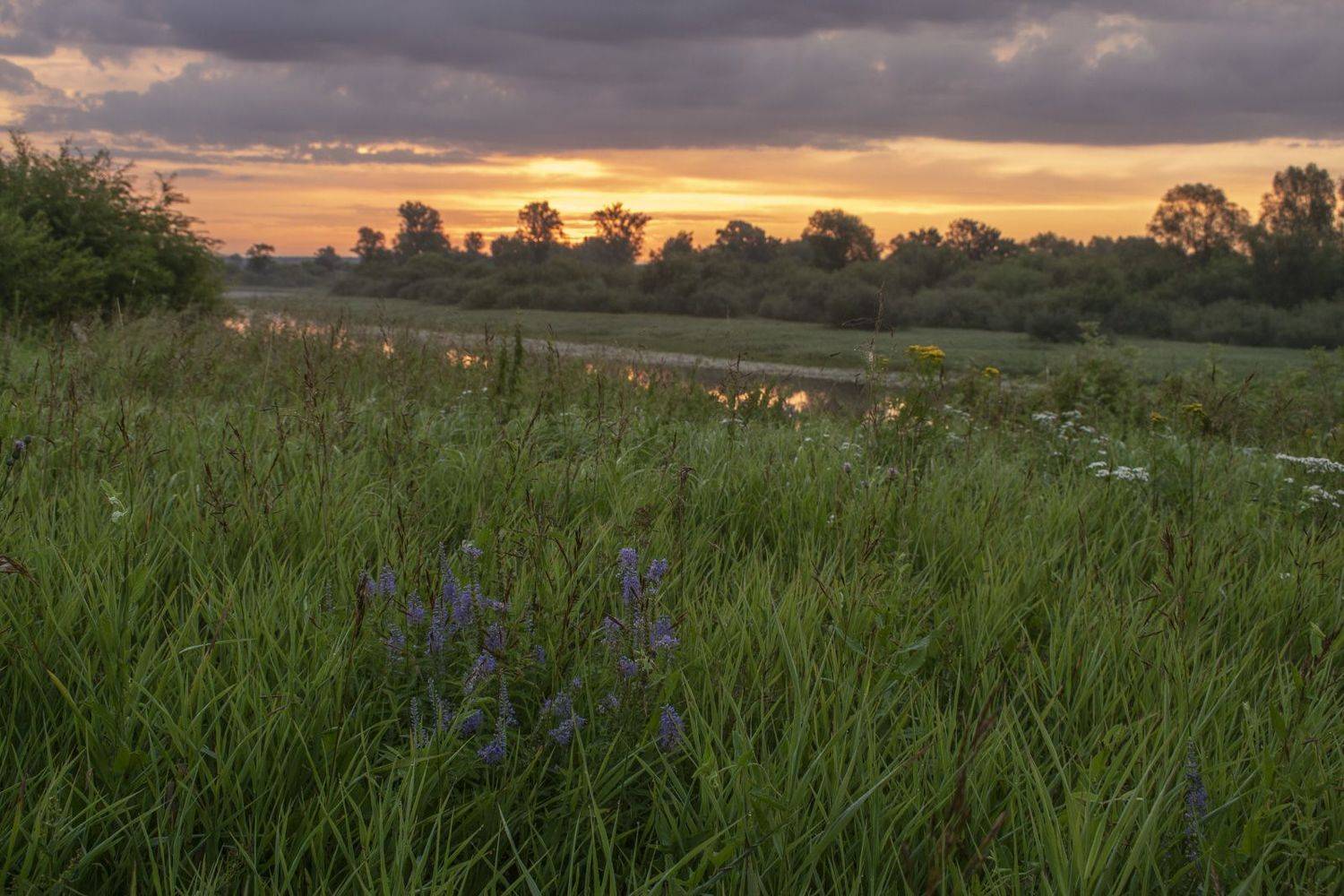Рассвет, озеро, луг, цветы, отражение, лето, трава, зелень, Галина Луценко