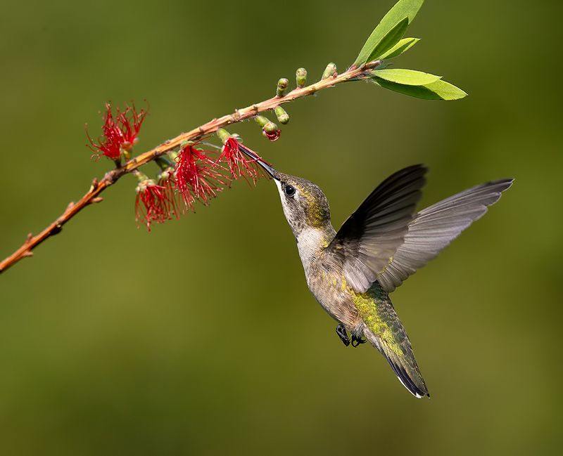 колибри,ruby-throated hummingbird, hummingbird Female, Ruby-throated Hummingbird Рубиновогорлый колибри. самка фото превью
