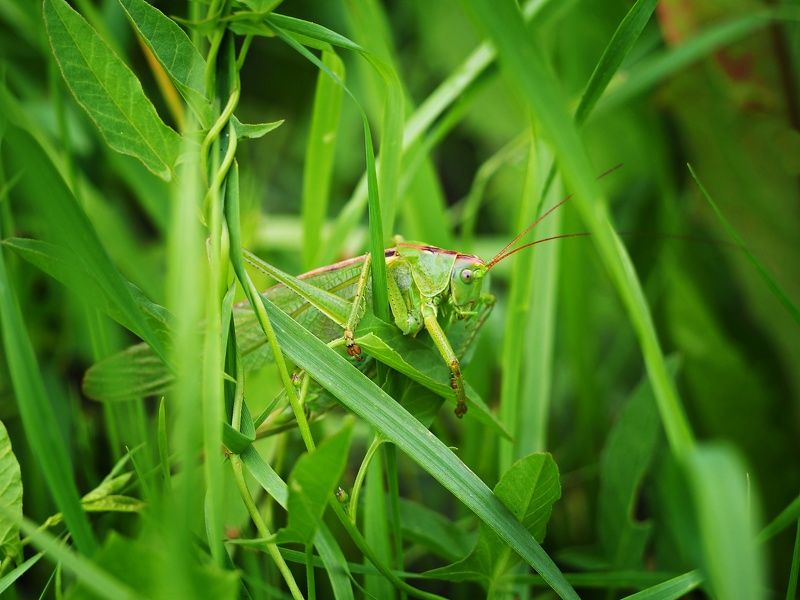 Grasshopper фото превью