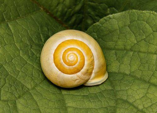 Cepaea hortensis