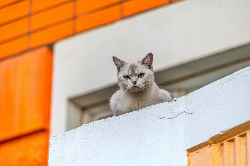 Суровый взгляд фото превью