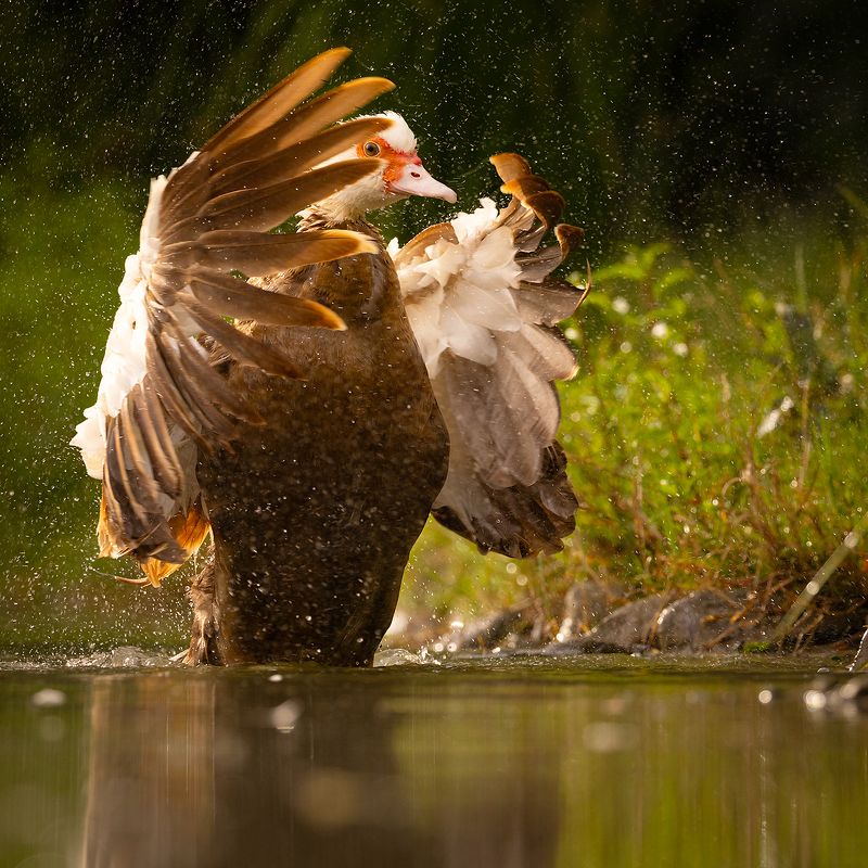 Chinese duck фото превью