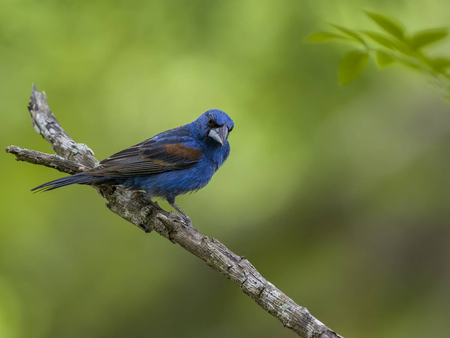 , Burgalin Sequeira Fernando