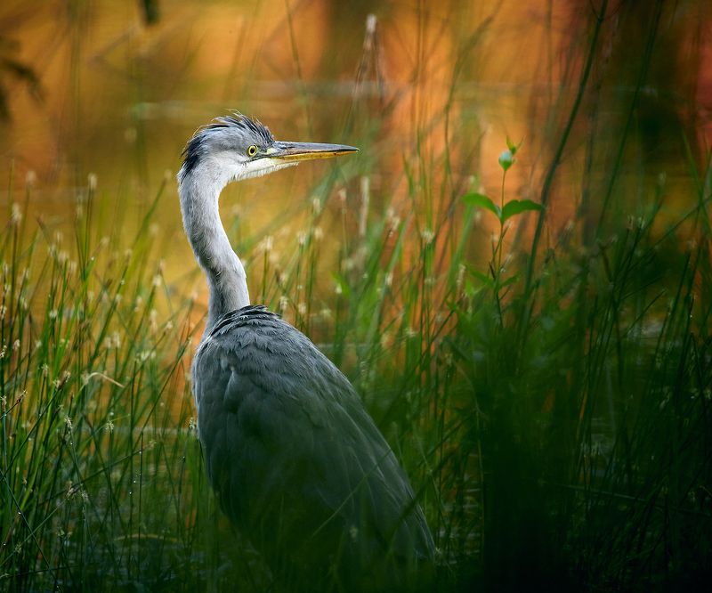 цапля серая в траве Серая цапля фото превью