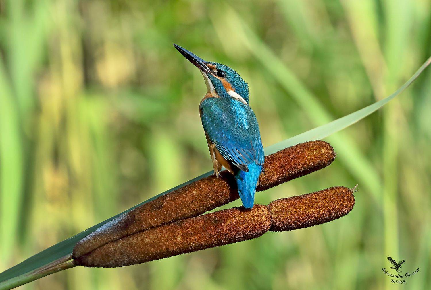 , Гусар Александр
