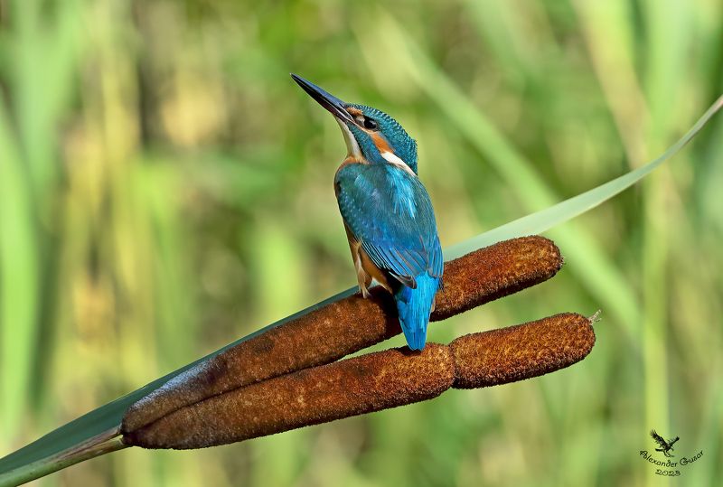 Глядя в небеса. фото превью