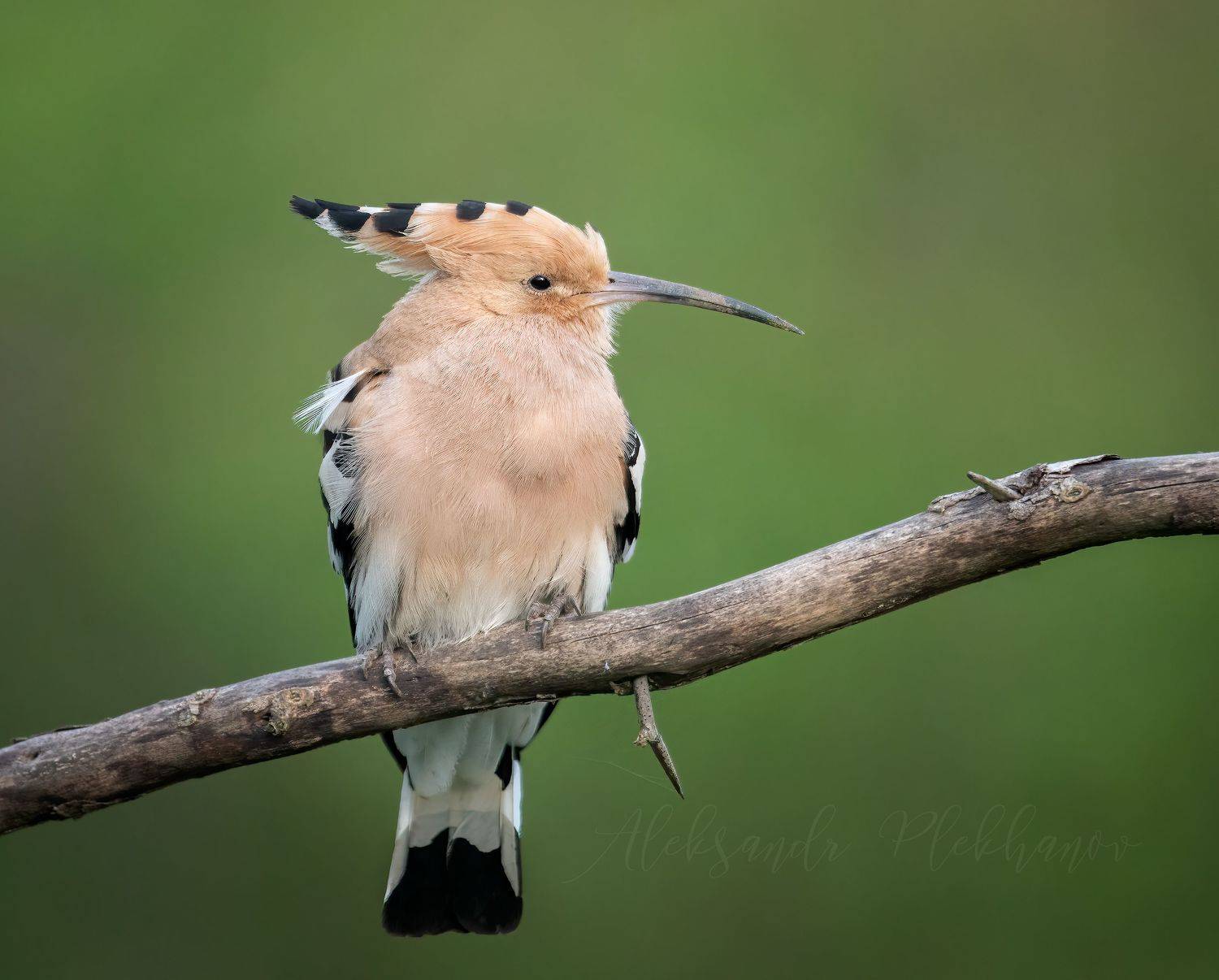 , Плеханов Александр