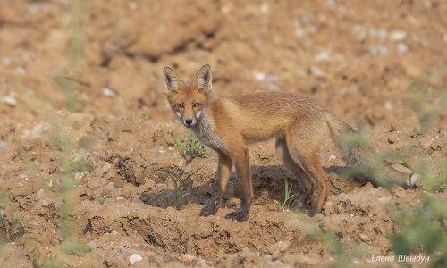 Foxy
