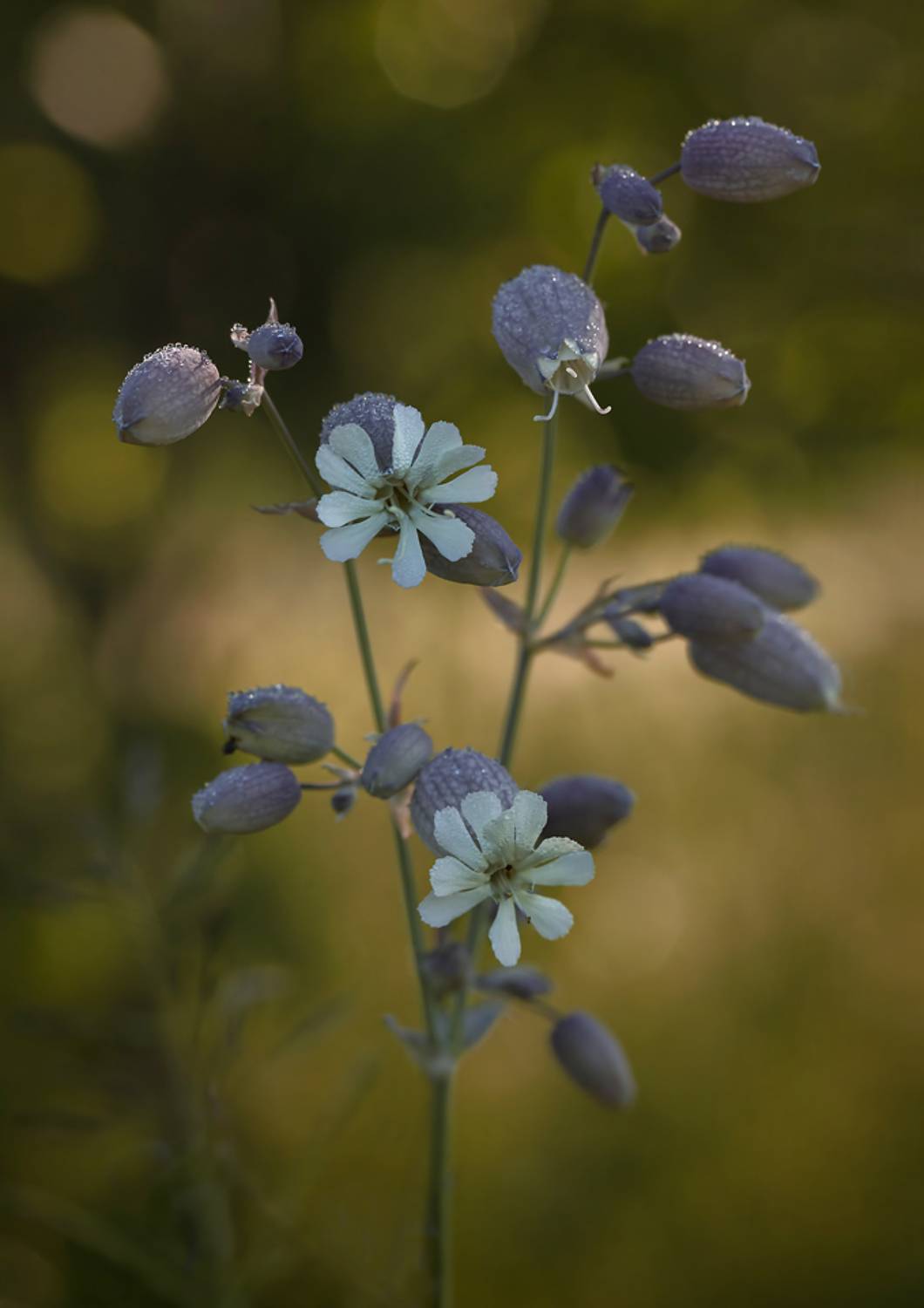 , Алексей Хахлов