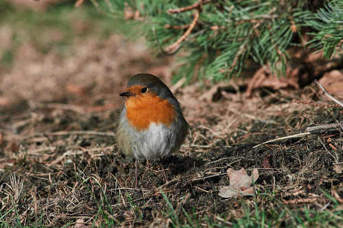 Erithacus rubecula