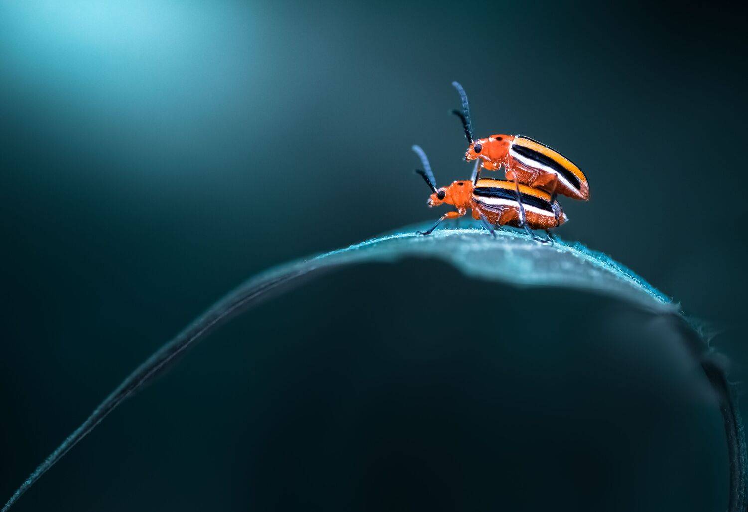 insect, beetle, bug, bugs, leaf, grass, macro, spring, love,, Atul Saluja